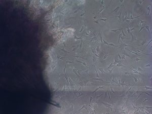 Биотом - клонирование, сохранение материалов животных (заморозка, криоконсервация) Москва Санкт-Петербург